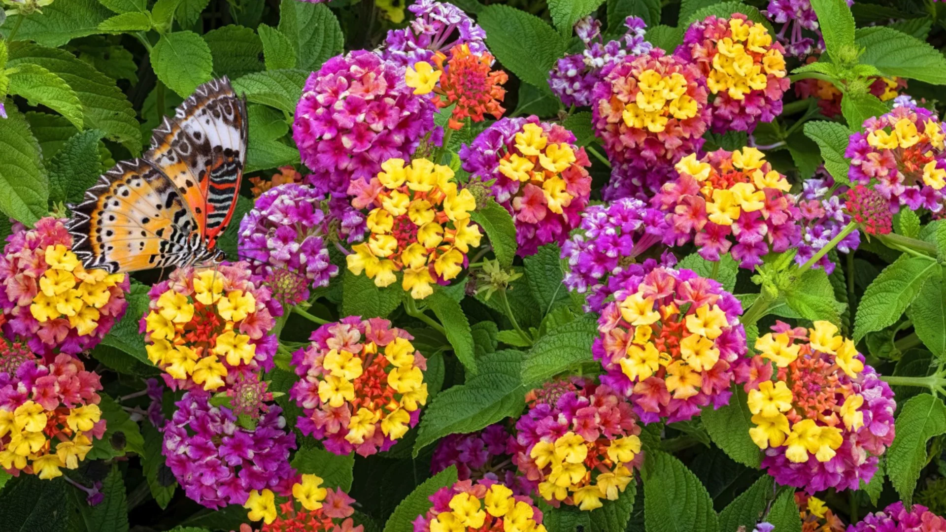 Как да отглеждаме и да се грижим за вербена