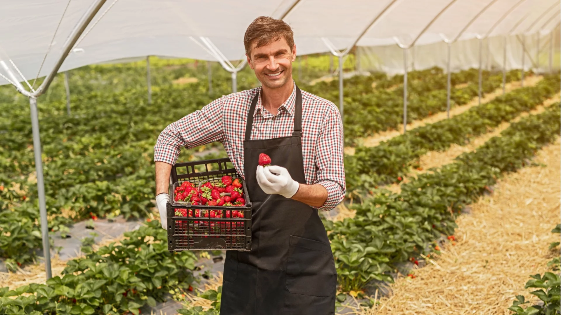 Оранжерия или открита градина: кое за какво е по-добро