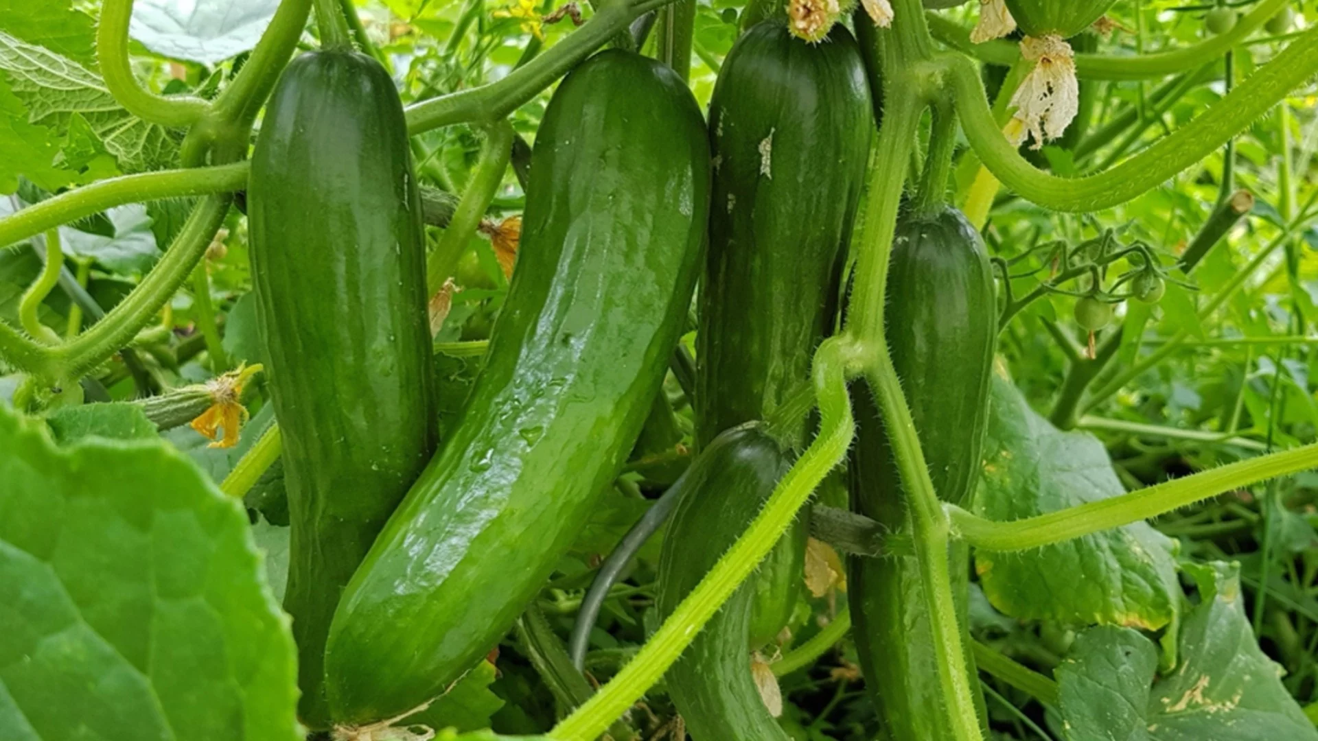 Колко често трябва да поливате краставиците за богата и вкусна реколта