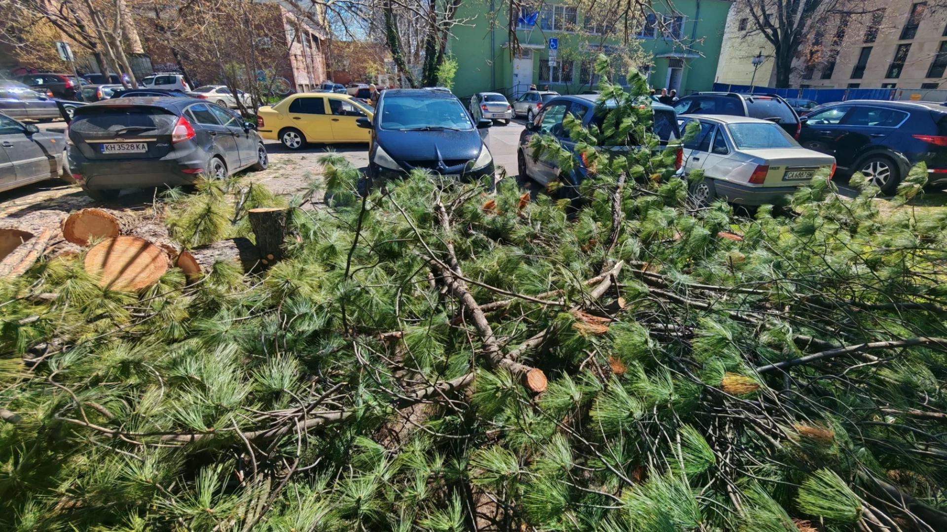 Заради бурята и дъжда: Пет паднали дървета в София само сутринта