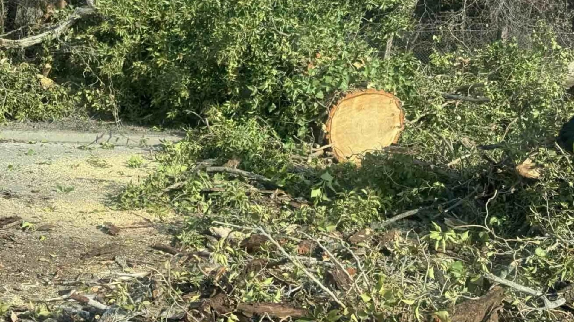 Дърво падна върху две коли в центъра на Русе