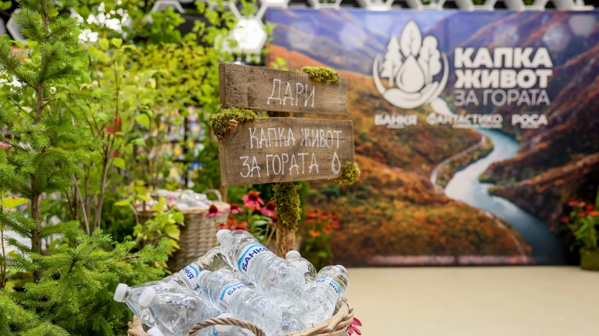 „Капка живот за гората“: 12 000 дървета ще възстановят опожарена местност в Пирин
