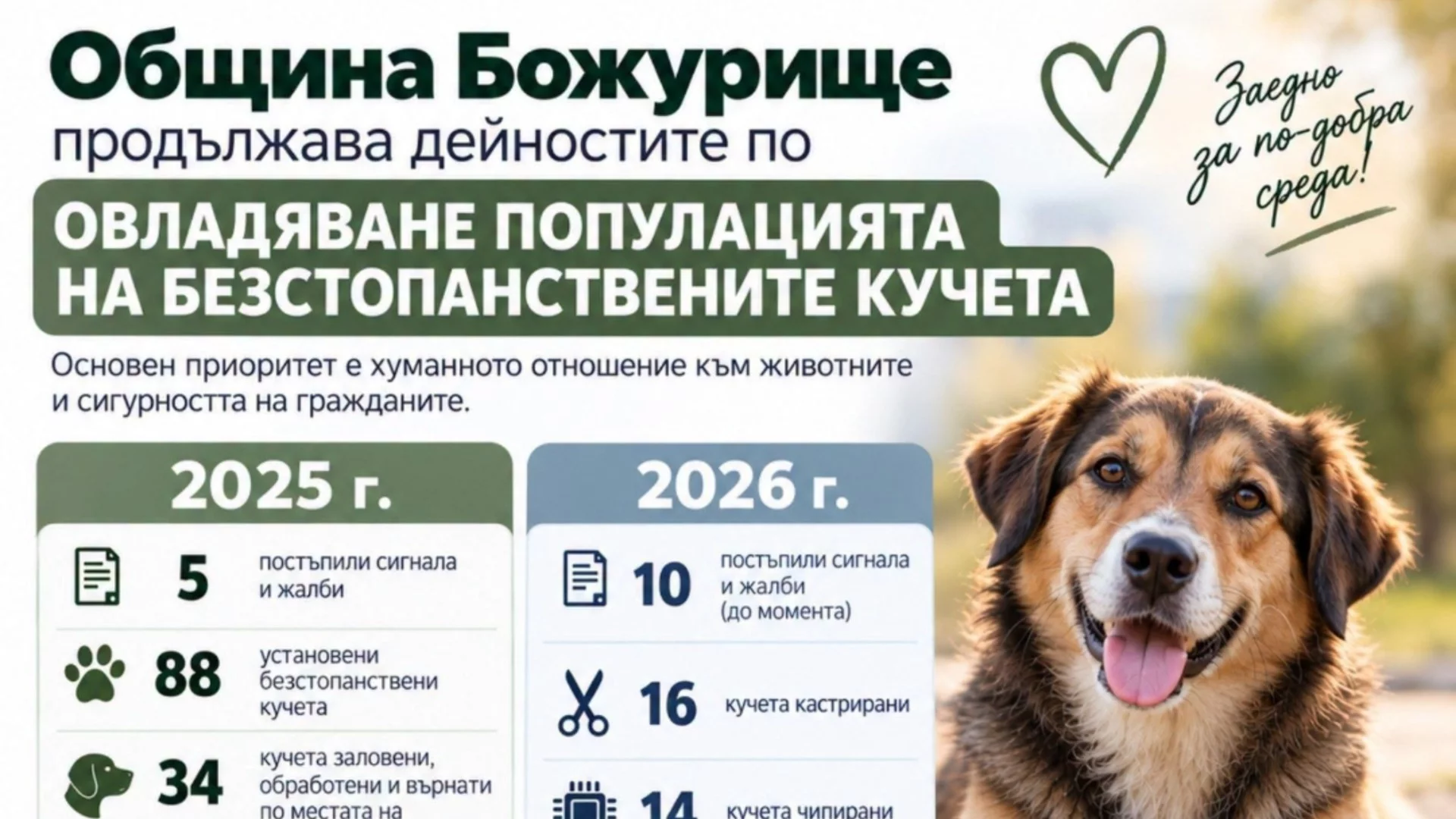 Община Божурище продължава последователната работа по овладяване популацията на бездомни кучета