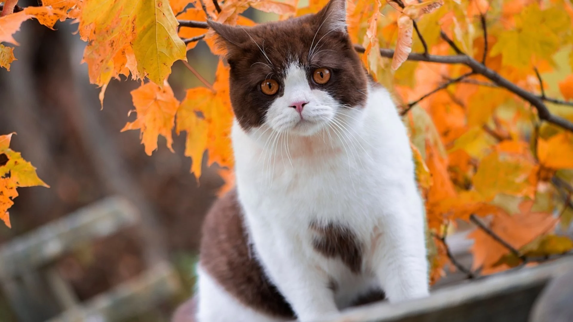 Времето утре - 16 септември 2026 г. 