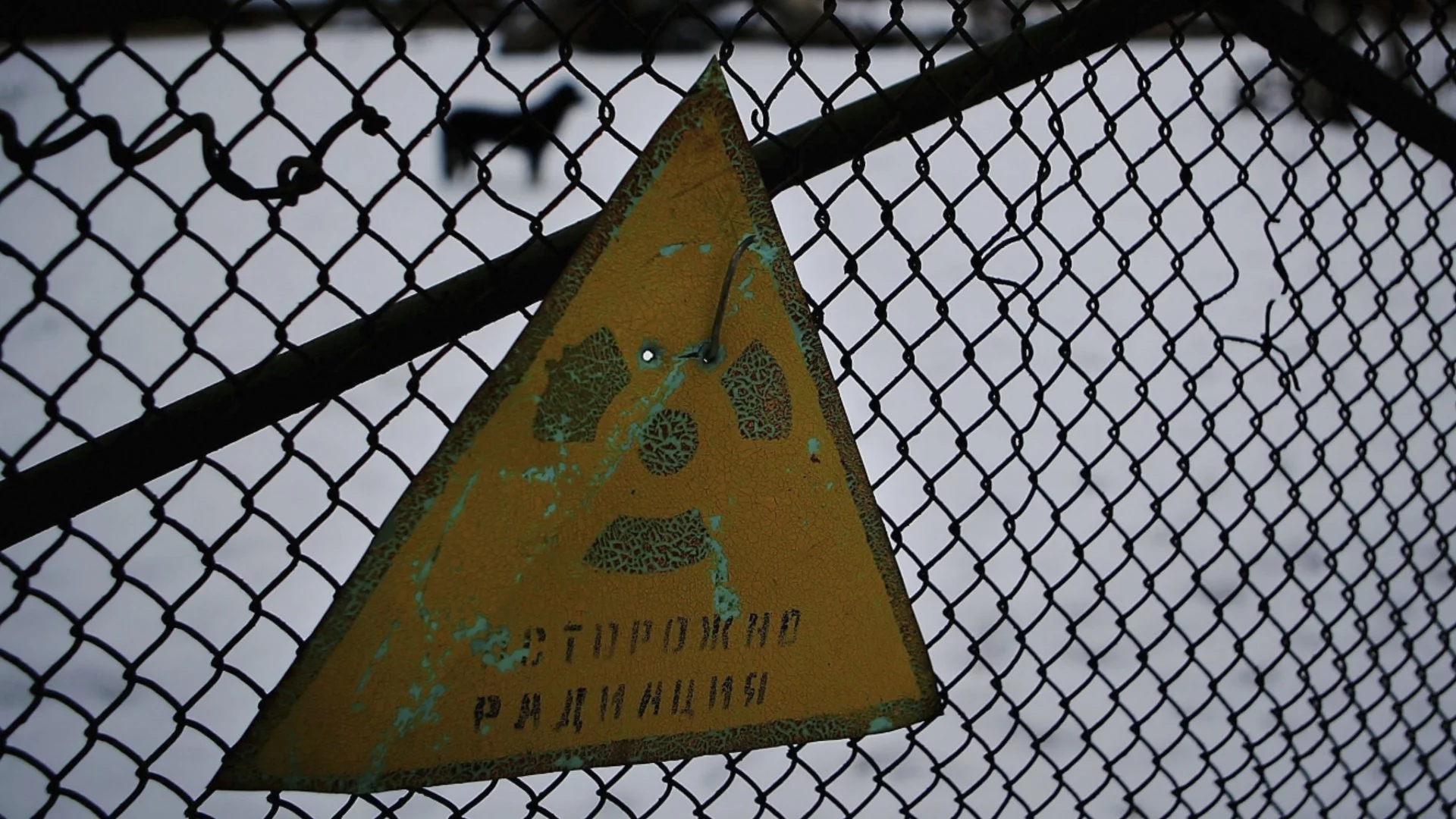 В Чернобил растат черни гъби, които се хранят с радиация: Учени откриха за какво може да се използват